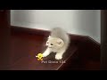 You Laugh You Lose😹Funniest Dogs and Cats 2024😻🐶