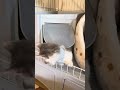 トイレから出れなくなった子猫w