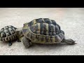 Turtle robot VS worst tortoise