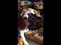 Christmas Beagle