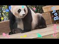 #panda #funny #viral #shorts #capcut #tiktok