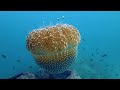 Aquarium 4K VIDEO ULTRA HD 🐳 Tropical Fish, Coral Reef, Jellyfish - Relaxing Sleep Meditation Music