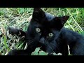 A Funny Black Kitten: Jungle Ghosts (AI Parody)