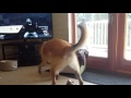 Dog and Cat being pests