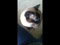 Siamese cat meows... a lot