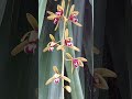 Cymbidium Finlaysonianum  ---   Evergreen Flowering Wild Orchid