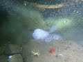 wolf eel at the final stage of life