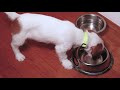 Jack Russel, Maltese mix puppy eating