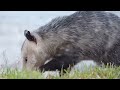 opossum vs dog