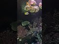 Beautiful Aquarium with Beautiful Schools of Fish