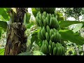 Kebun pisang. Kelebihan budidaya pisang tanam satu kali  panen ber kali - kali #banana #kebunpisang#