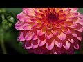 The Most Beautiful Flowers With Peaceful Music For Relaxation ~ Mackinac Island Garden Scenes, 4K