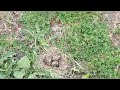 Lapwings nest with eggs !