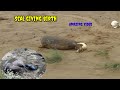 Brown seal Giving Birth||Seal gives birth