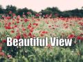 🎸 Acoustic Alternative Country Instrumental - Beautiful View