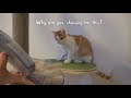 My Robot Vacuum Transformed into a Cat Uber! | Kittisaurus