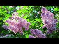 Amazing Colors of Lilac Flowers in Spring |  4K Nature Relax Video