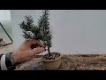 Potting a Ground Grown Yew#bonsai #treemasons #usa #new #uk #garden #gardening