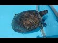 【カメ】甲羅の脱皮のお手伝い(ミシシッピアカミミガメ)【Turtle】 Helping to molt the shell(Red-eared slider)