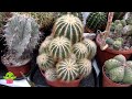 My Parodia magnifica Cactus I have grown for 25 years & How I Care for it #cactus #cacti