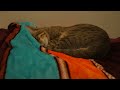 Relax Asmr Cat Sleeping