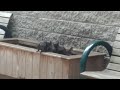 Black squirrels playing in Toronto