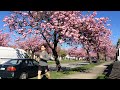 Watching daily lives in Vancouver during springtime cherry blossoms festivals