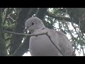 Collared Dove