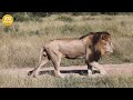 Tragic Ending! Old Lions Enjoy Their Last Meal And Painful Moments | Animal Fight