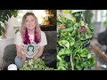 5 reasons why your hoya isn't blooming & how to fix it!