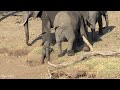 Only a few days old, this screaming little pink ear elephant is tired and hungry