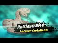 The Snake Tier List