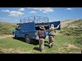 mountain nomads: The arrival of a herd of goats from migration