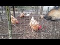 Chickens:  Laying flock for sale