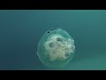 Jelly fish in Croatia