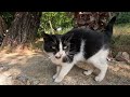 Tuxie the cat asks me for food with its cutest meows and trills