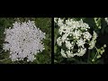 Wild Parsnip and Wild Carrot VS Poison Hemlock