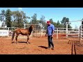 4BP Horses™ Training Program Online