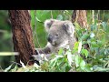 Australian Animals 4K UHD Amazing Australia Wildlife