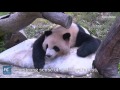 Happy birthday! World's only surviving panda triplets turn 3 years old