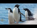 5 Most Weird Penguin Breeds in the World  | Wild Whim