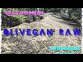 VLOG #2! WHAT'S IN MY FOOD STASH & SONG PREVIEW! - Olivegan Raw
