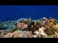 House Reef in Kri island - Raja Ampat