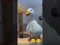 The dog slipped the duck started laughing 😂😂 #shorts #laugh
