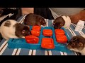 Rats Working Their Puzzle