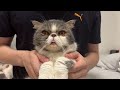 箱が好きすぎる猫が面白すぎたww【猫vlog】