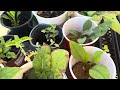 Transplanting Salvia that self seeded! Free plants! 🌱