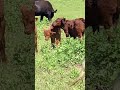 Cattle Hanging around their Handler
