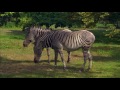 Tracy Morgan, Jimmy Kimmel & Guillermo Tour the Bronx Zoo