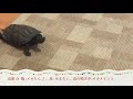 カメはこんなに懐く！飼い主についてくる亀【のんびり編】/My turtle follows me around!!